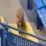 Un renard surprend les fans de Chelsea avant le match contre Barcelone