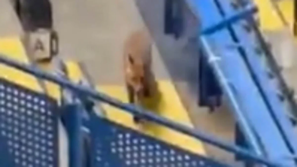 Un renard surprend les fans de Chelsea avant le match contre Barcelone