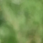 Qualifs Coupe du Monde 2026 : 34 équipes qualifiées dont Allemagne et Pays-Bas