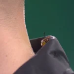 Le Wasp d'Alexandra Palace : un symbole inattendu du Championnat du Monde de Darts