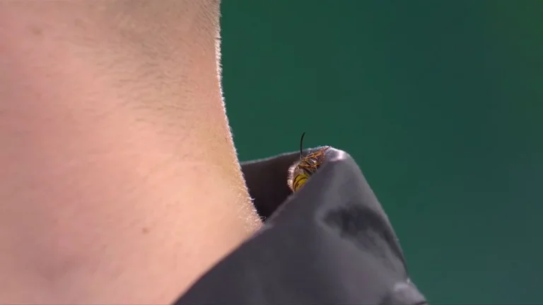 Le Wasp d'Alexandra Palace : un symbole inattendu du Championnat du Monde de Darts